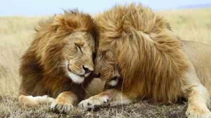 l'homosexualité chez les lions