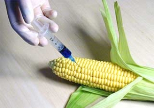 monsanto-corn