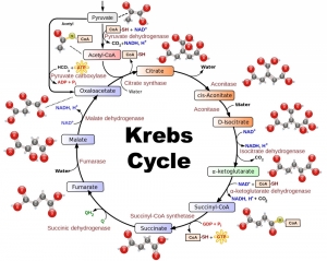 krebs_cycle_from_wikimedia-tweaked